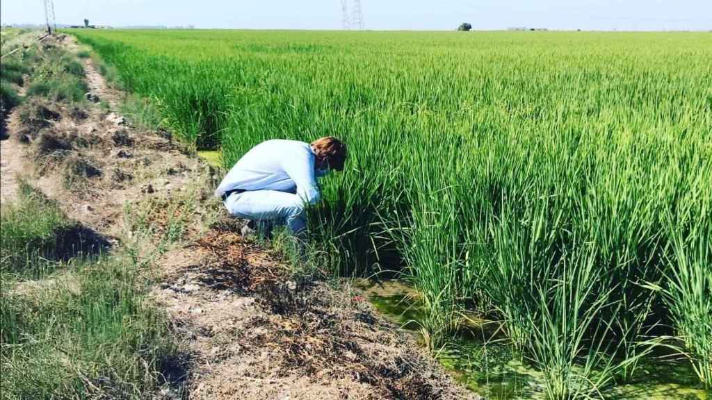 El biólogo Rubén Bueno en los alrededores de un arrozal.