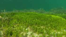 Praderas de un alga invasora en la bahía de Palma.
