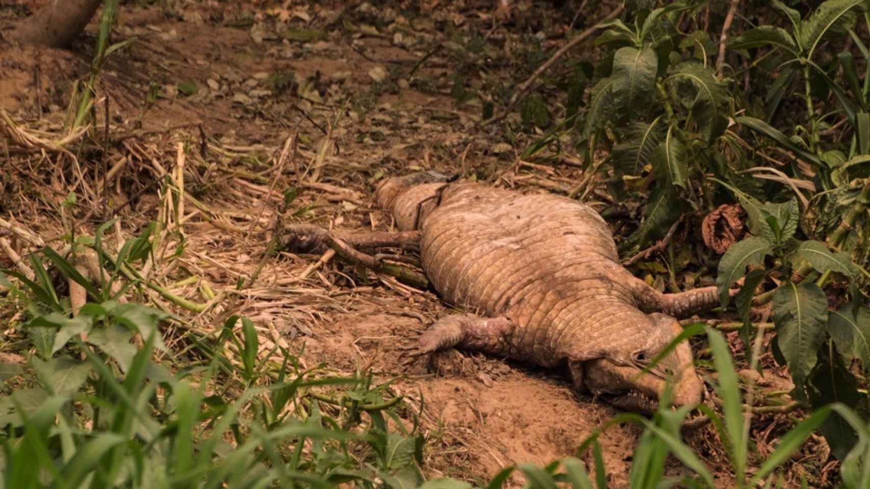 Fotografía de un cocodrilo muerto por los incendios forestales en el estado de Mato Grosso (Brasil).