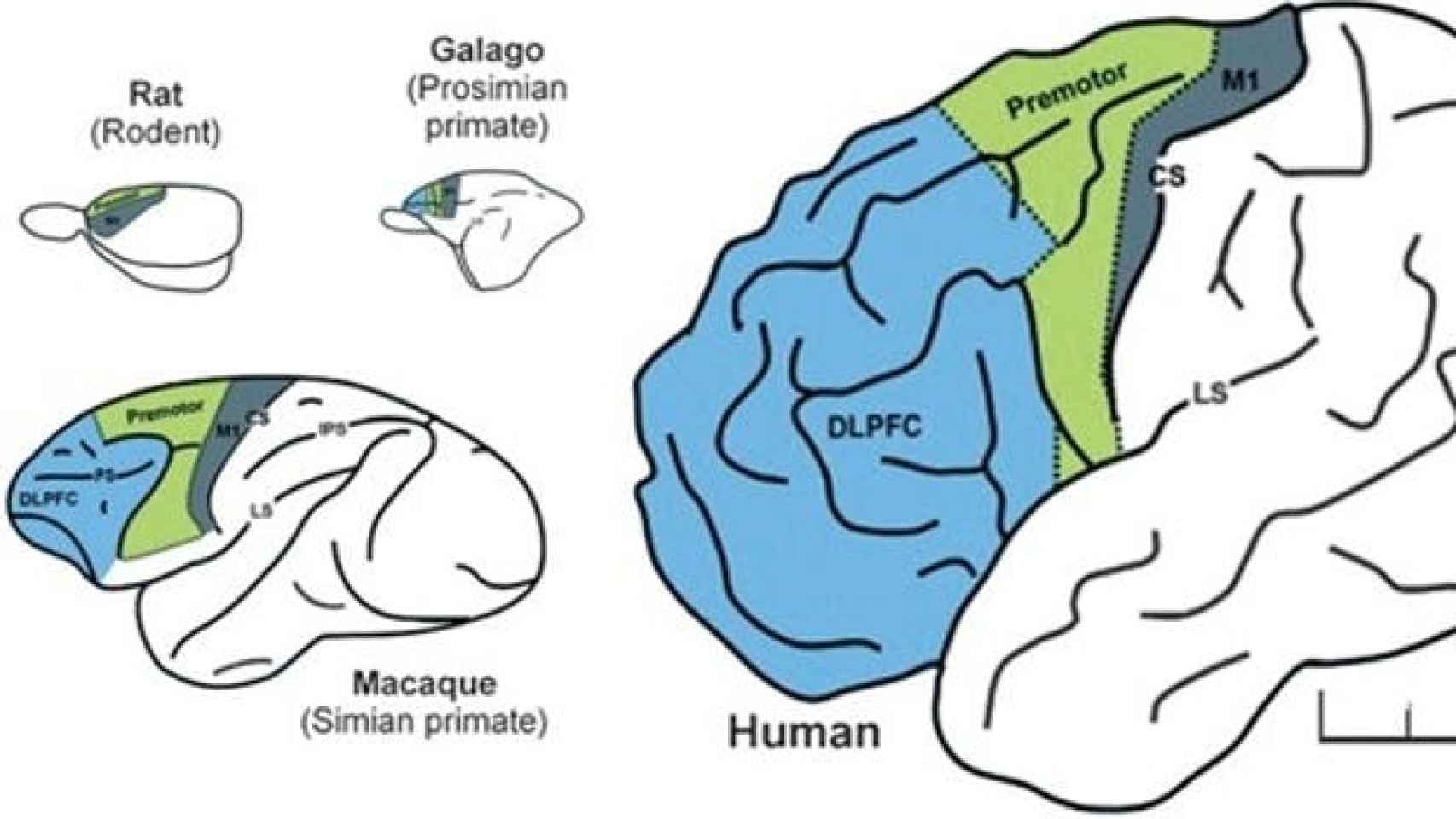 Comparación del cerebro de rata, galago, macaco y humano. En azul, la corteza prefrontal.