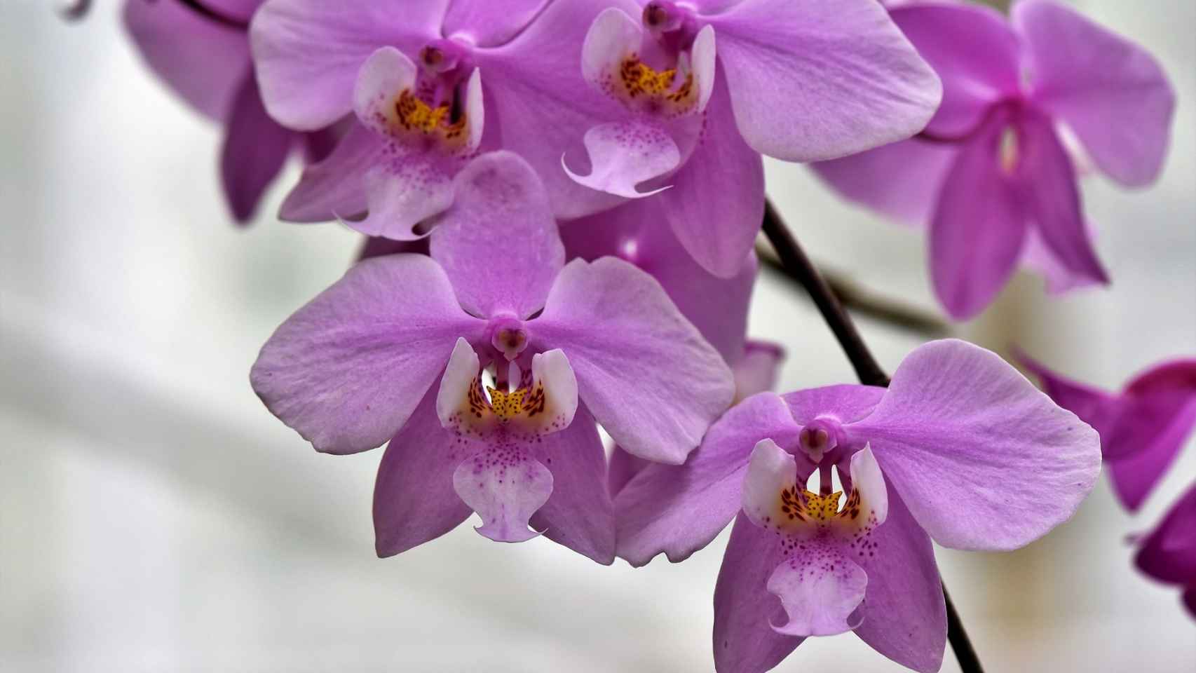 Masculinidad Alergia batería Qué son las orquídeas? Características y significados