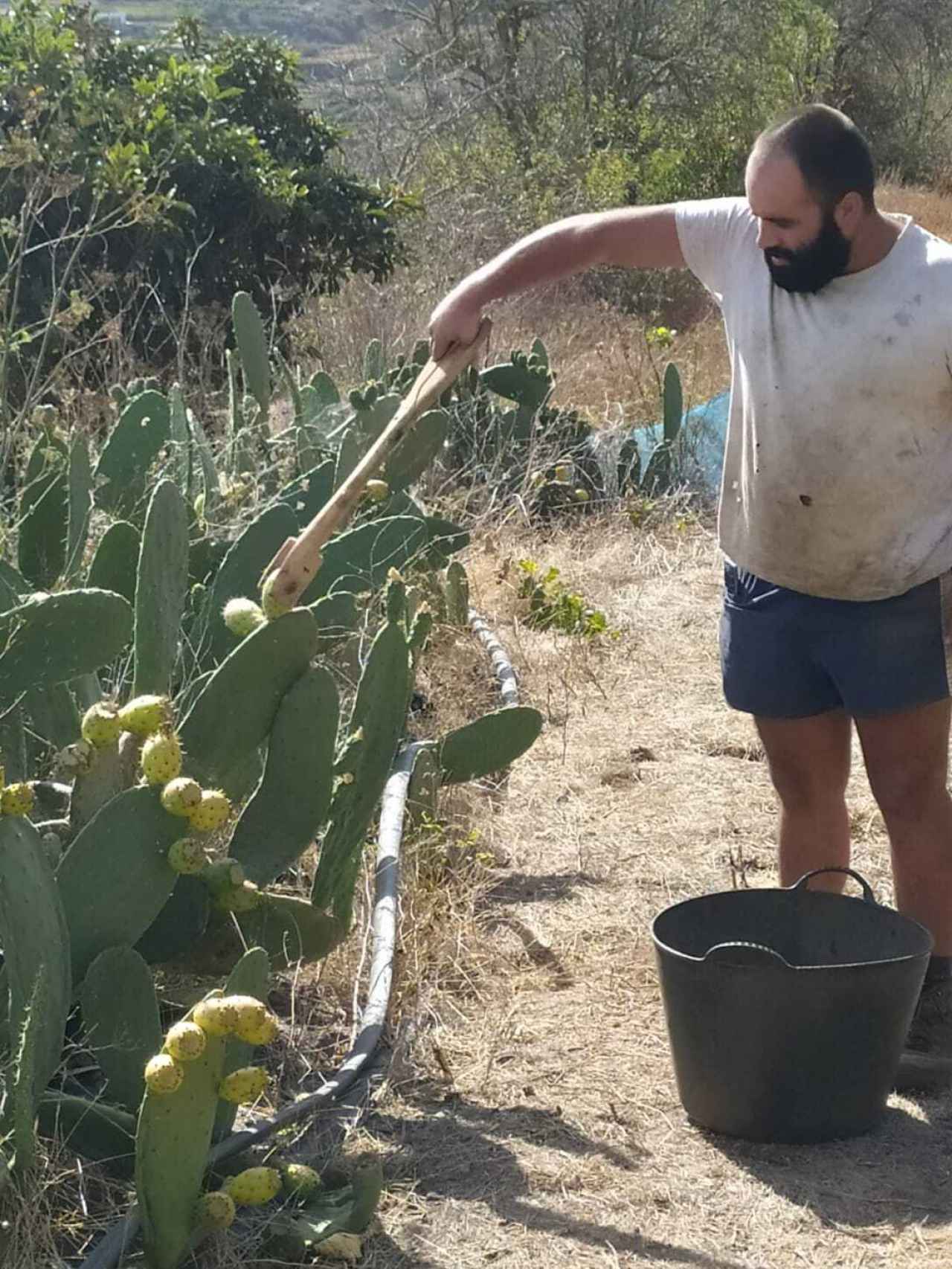 Un agricultor de la empresa agrícola tinerfeña La Fast, recogiendo el higo pico de las plantas salvajes de Tenerife.