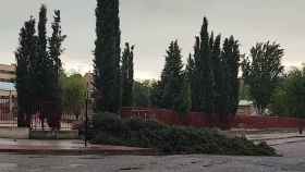 El pino caído en el Polígono de Toledo este viernes