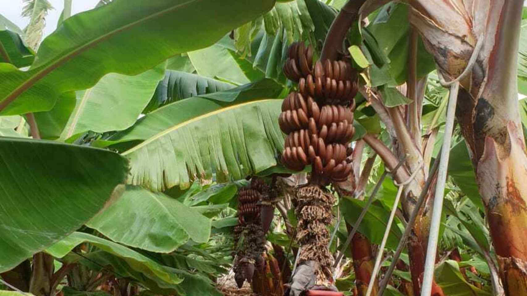 Los cultivos del plátano rojo, producidos por La Fast, en la isla de Tenerife.