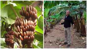 Un agricultor canario, que trabaja con La Fast, en su plantación de plátanos rojos en Tenerife.