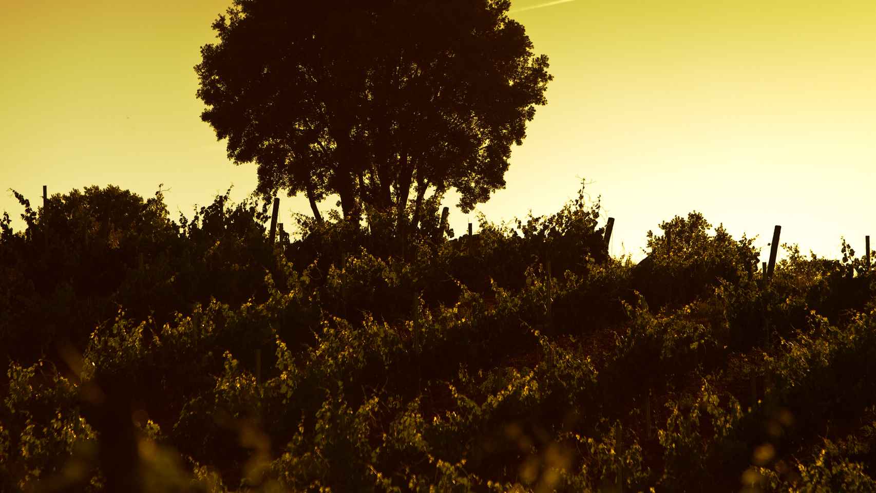 Imagen de un viñedo riojano, que pertenece a la bodega Ontañón.