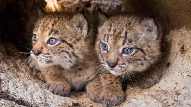 Imagen de archivo de cachorros de lince