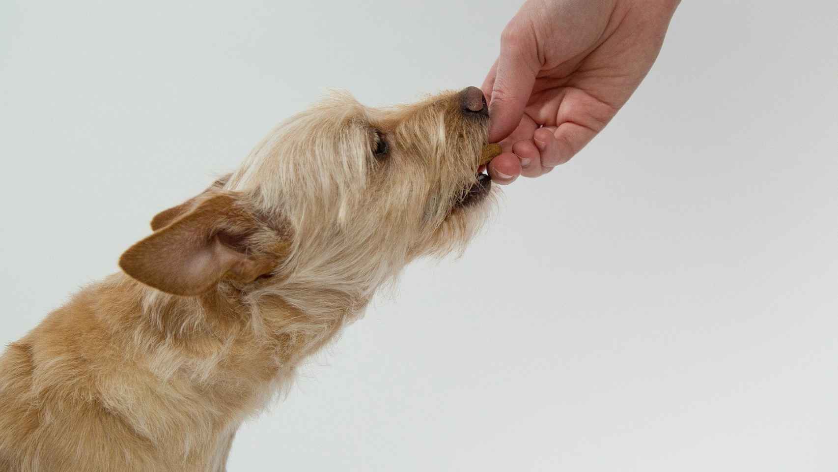 perros pueden comer frutos secos?