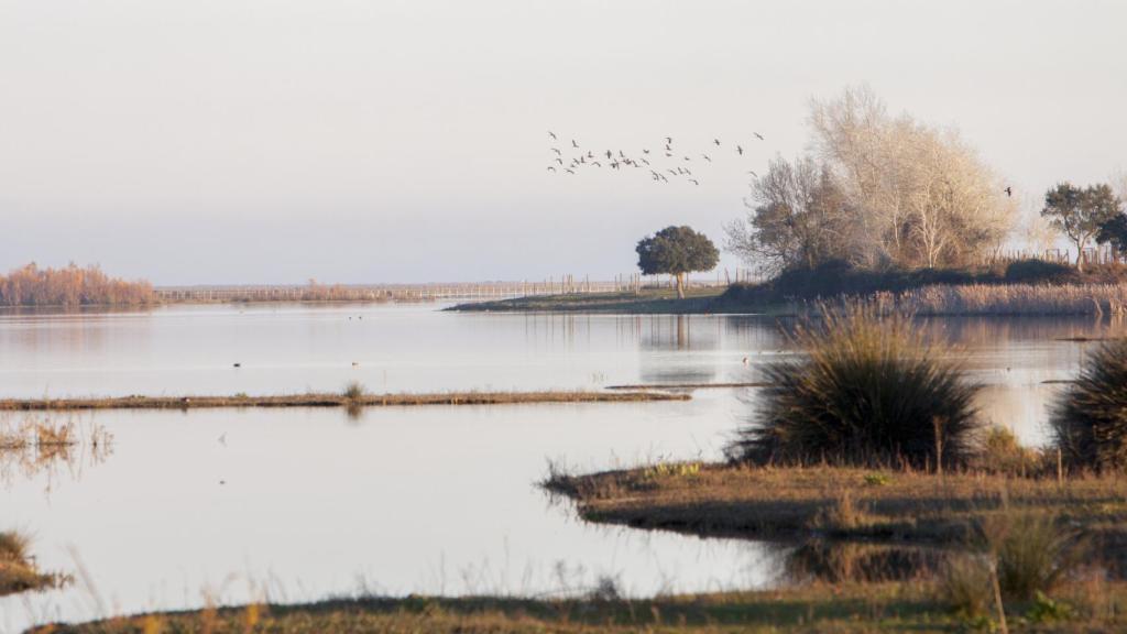 En Doñana coinciden las especies autóctonas con aves migratorias.