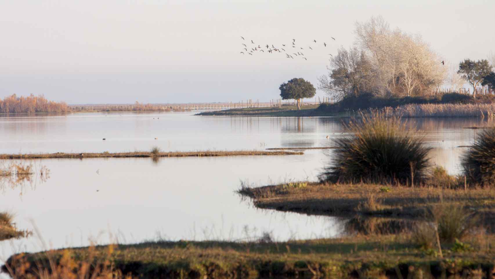 En Doñana coinciden las especies autóctonas con aves migratorias.