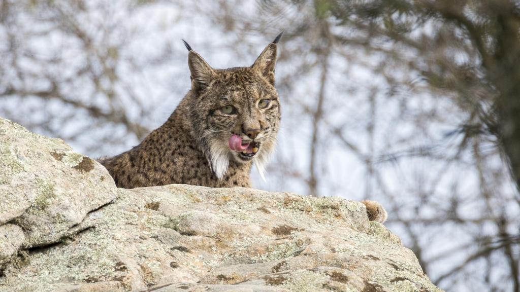 El lince ibérico encuentra en estos parajes un entorno que ayuda a su conservación.