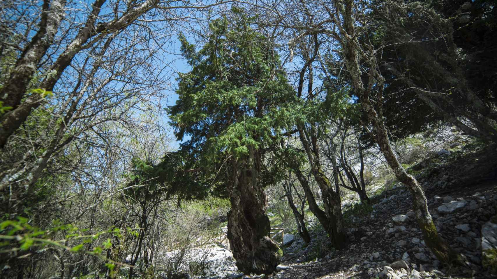 Tejo milenario ubicado en la Sierra de Cazorla.