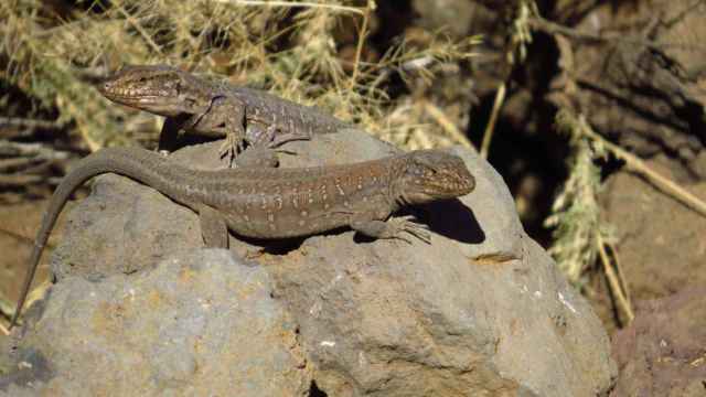 Ejemplares de lagarto Tizón, Gallotia galloti, de una localidad del sur de la isla de Tenerife.