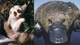 Tanto el loris perezoso de Bengala (izquierda) como el ornitorrinco (derecha) son mamíferos venenosos.