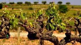 Una ‘app’ con sello español para gestionar mejor las viñas frente al cambio climático