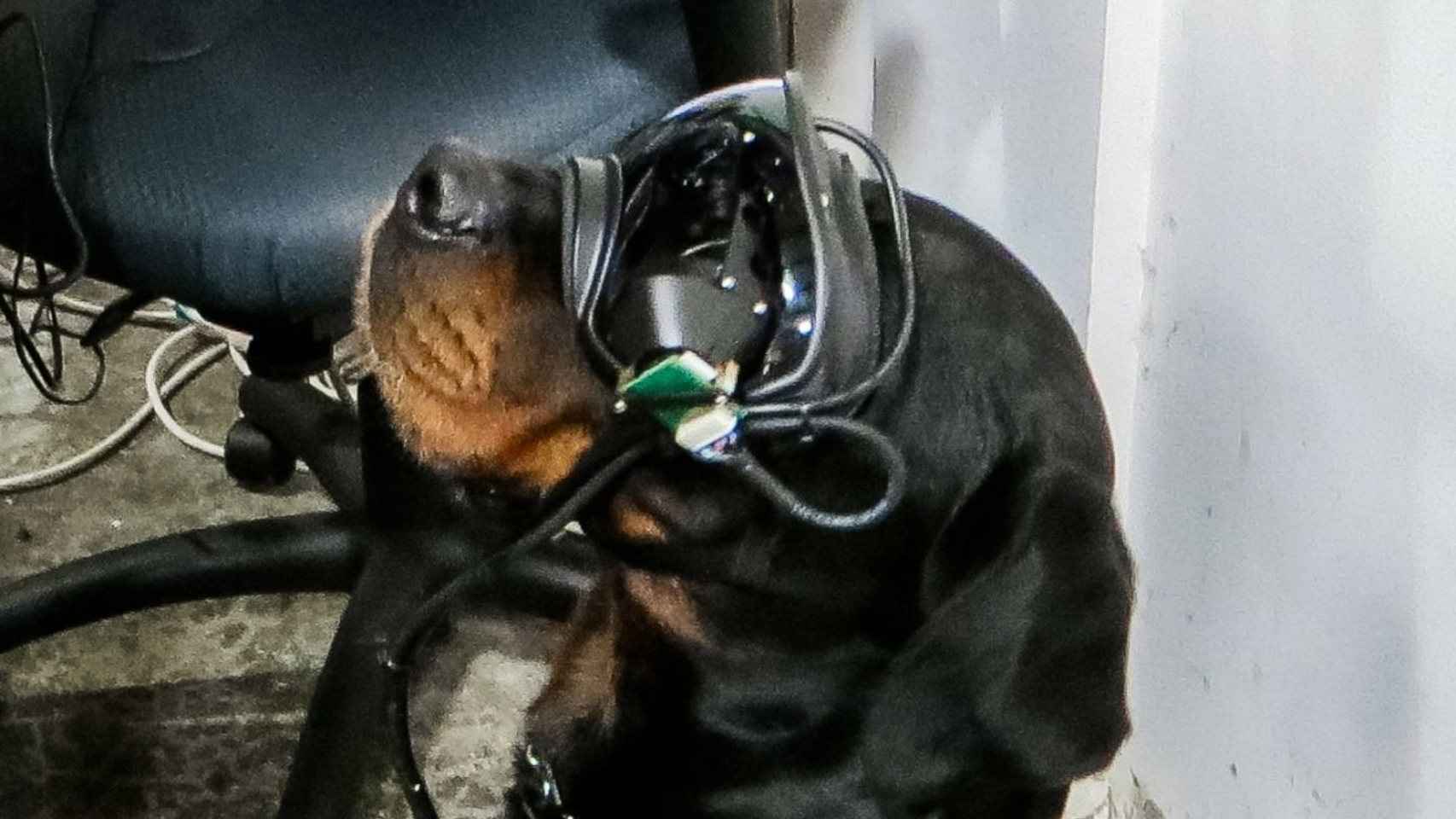 Perro militar con gafas de realidad aumentada