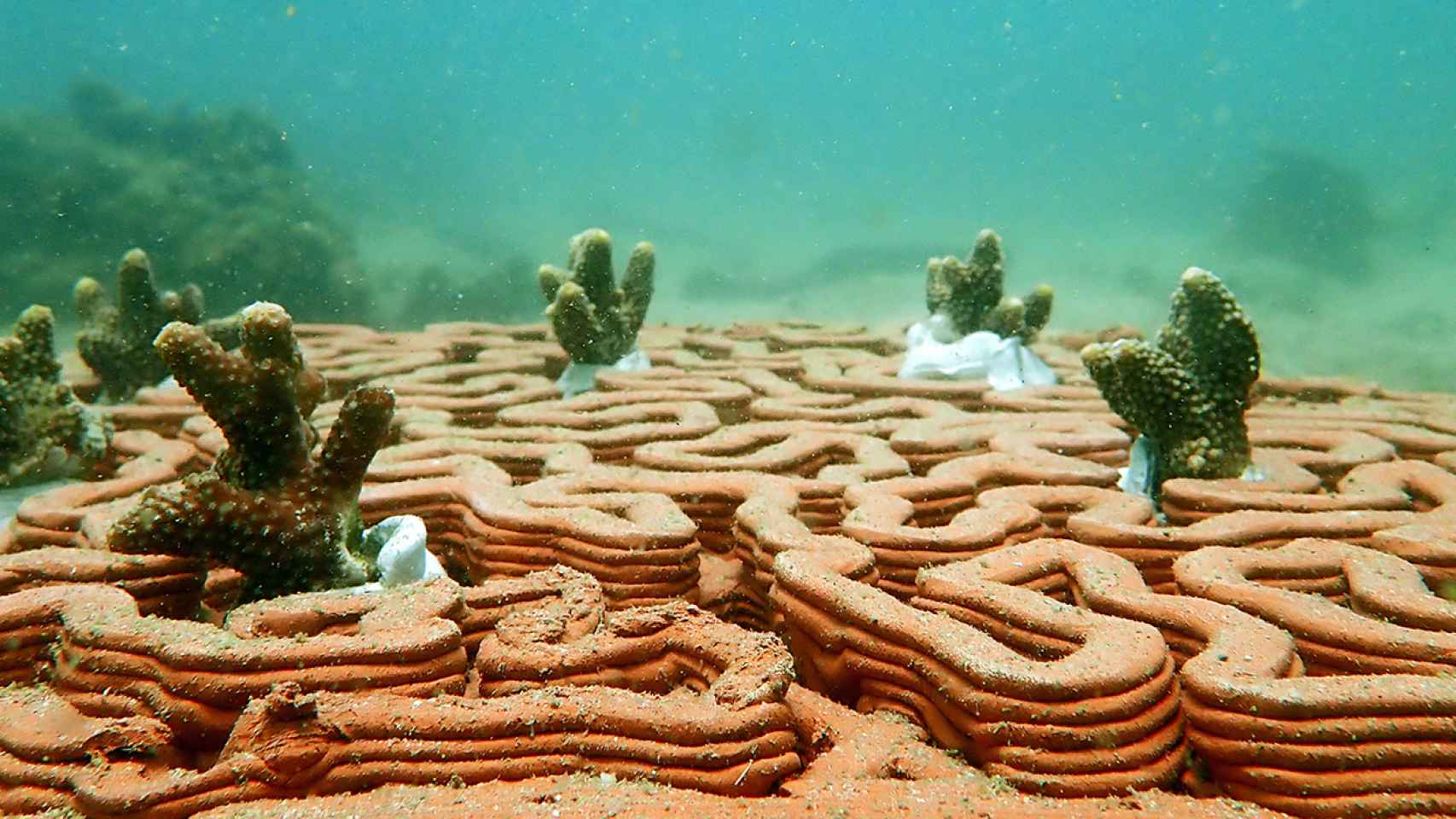 Baldosas de arcilla impresas en 3D para recuperar el coral en la costa de Hong Kong