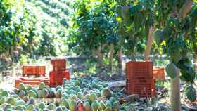 El mango andaluz conquista Mercadona con 40.000 kilos al día
