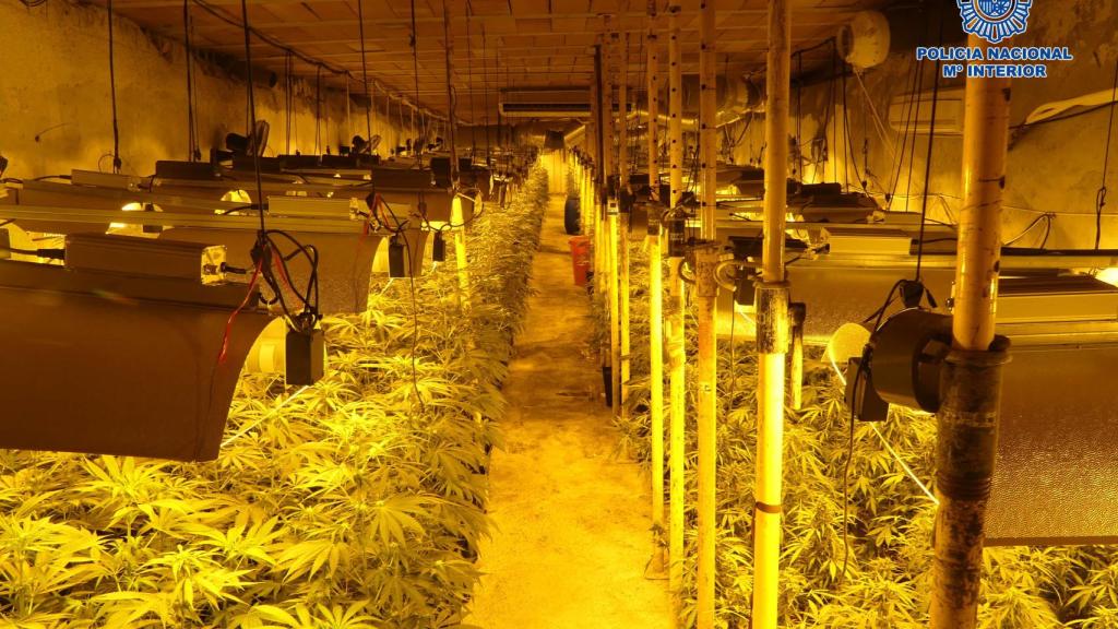 Imagen de la plantación de marihuana.