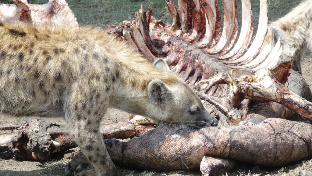 El 'amor-odio' entre leones y hienas: así compiten por la carroña