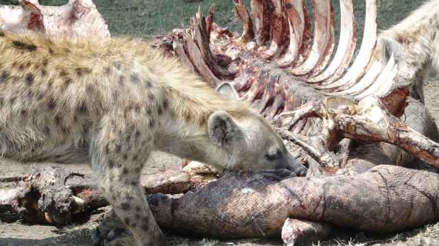 Una hiena devorando a otra especie.