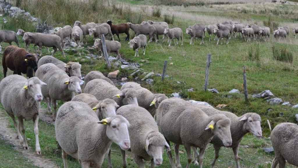 Una imagen de ovejas merinas en un sistema extensivo en las montañas leonesas.