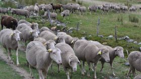 Una imagen de ovejas merinas en un sistema extensivo en las montañas leonesas.