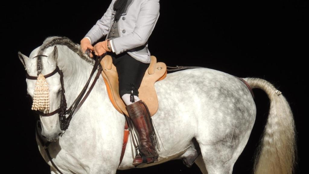 Un caballo de pura raza española en una imagen de archivo.