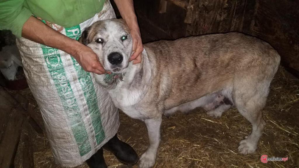 Charlas para proteger a los animales ante cualquier tipo de maltrato