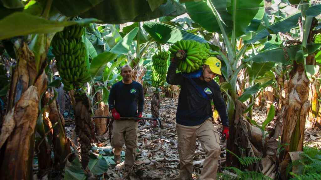 Europa abandona al Plátano de Canarias: deja en ‘stand by’ sus ayudas y el empleo de 15.000 familias