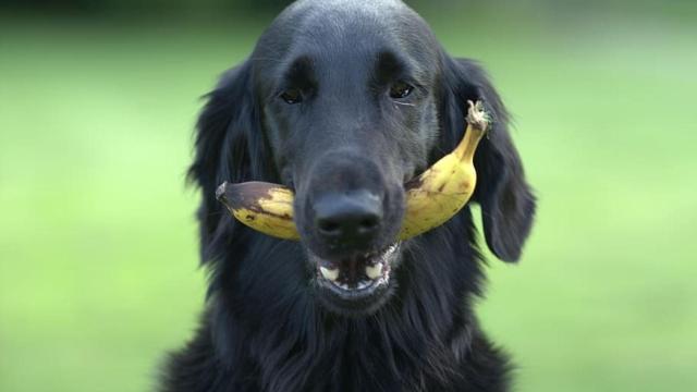 ¿Pueden comer plátanos los perros?