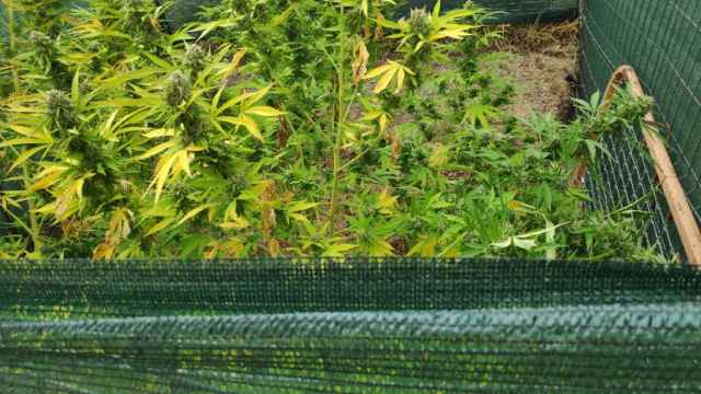 Plantación de marihuana