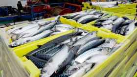 Carrefour refuerza su apuesta por el sector pesquero con un triple acuerdo