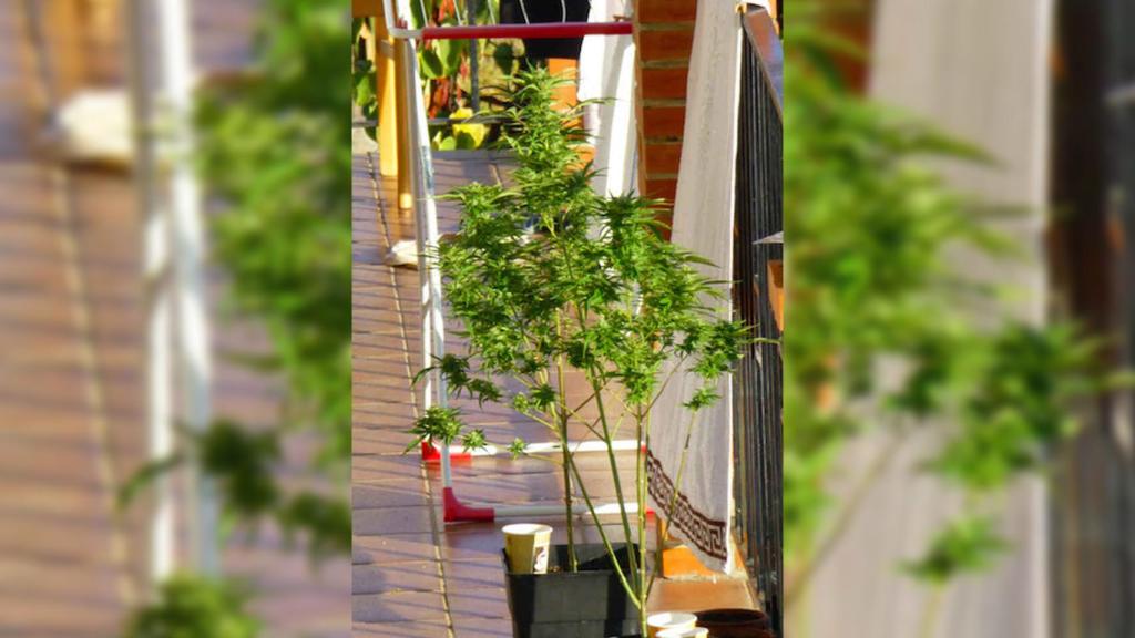 Los okupas hasta plantaron marihuana.