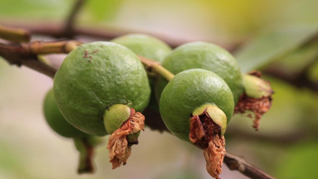guava-144145_1920