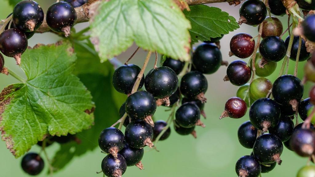 currant-896233_1920