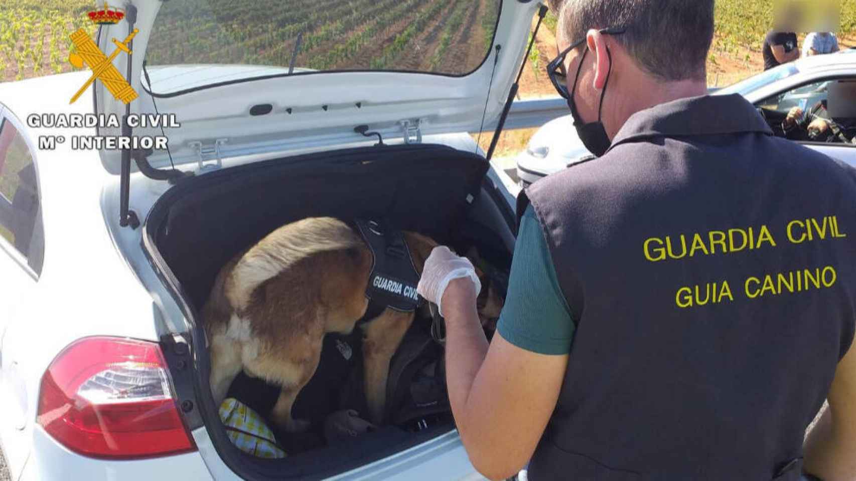 Perro de la Guardia Civil investigando un coche. Foto: Guardia Civil