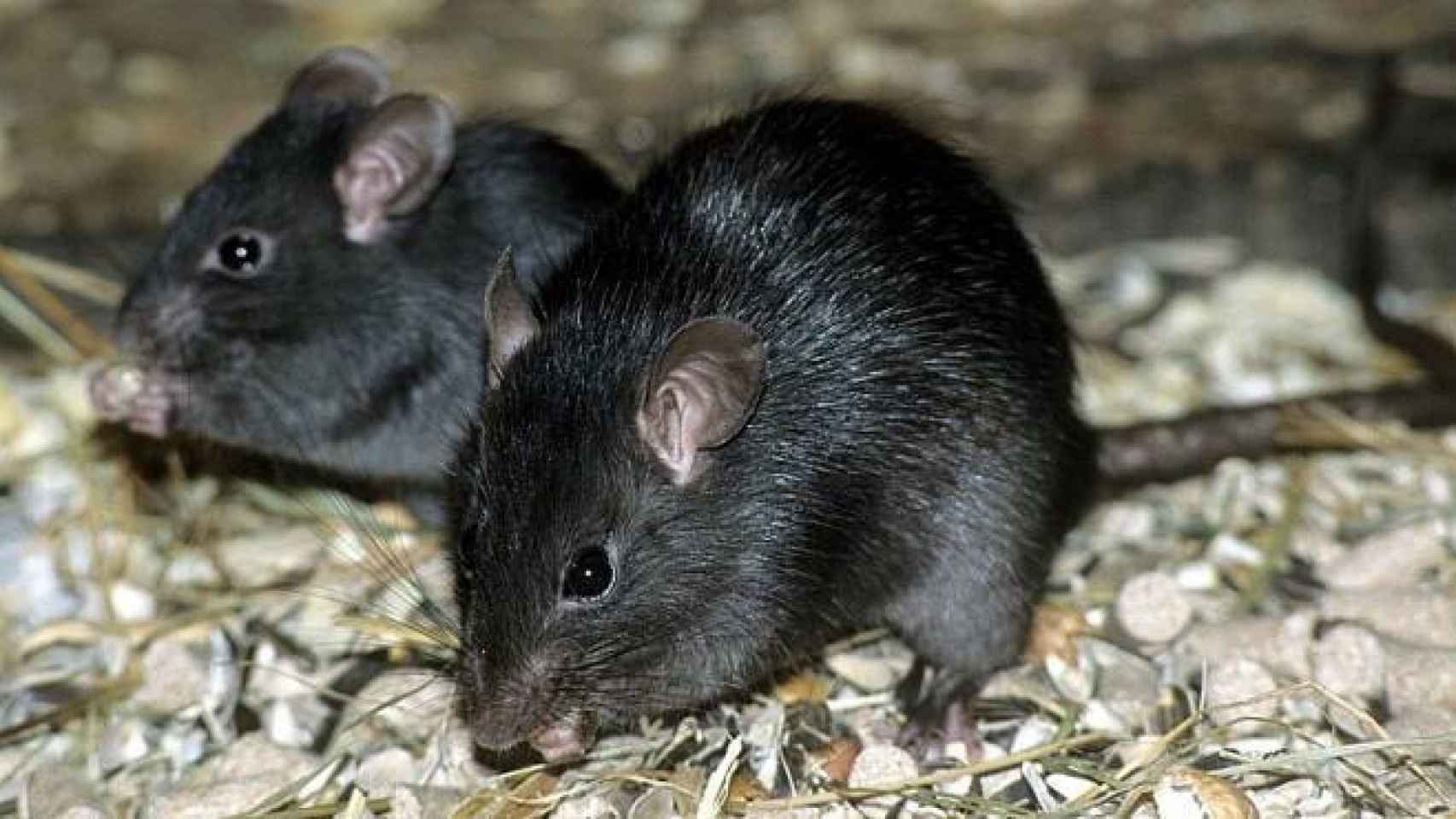 Ejemplar de rata negra. Foto: National Geographic