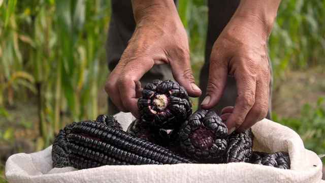 Un agricultor cosechando maíz morado en Perú.