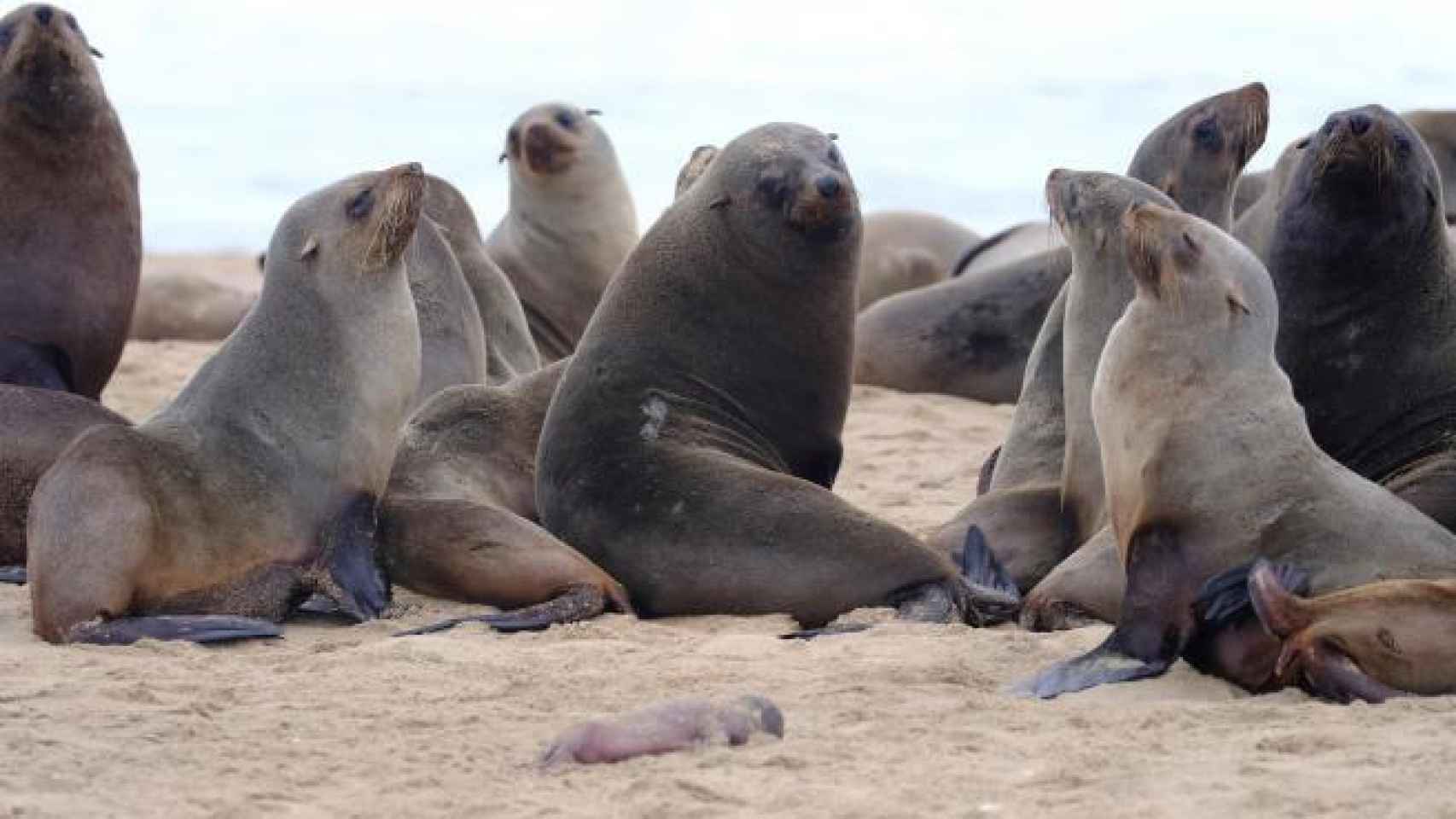 Varios ejemplares de lobos marinos se juntan en Pelican Point, Namibia.