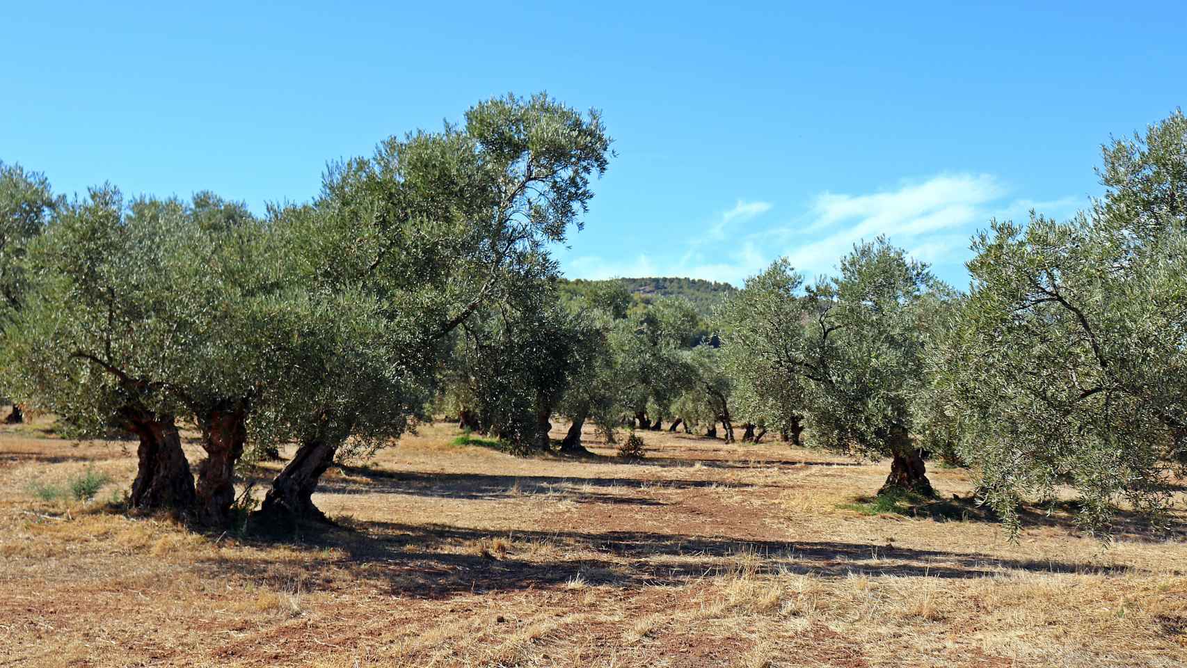 Olivos de la variedad Hojiblanca