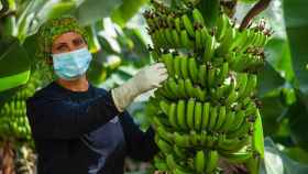 Última oportunidad para salvar al Plátano de Canarias: el Gobierno tratará de evitar el recorte de Europa