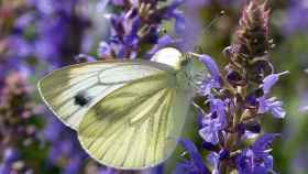 Foto cedida por CREAF de un ejemplar de mariposa blanquita de la col.