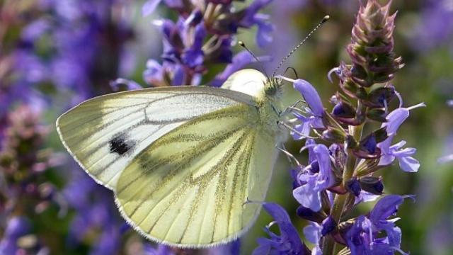 Foto cedida por CREAF de un ejemplar de mariposa blanquita de la col.