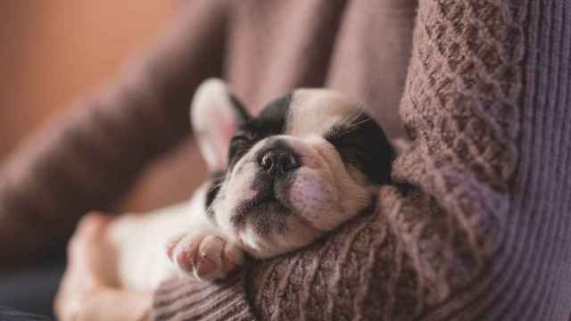 ¿Cuánto duerme un perro?
