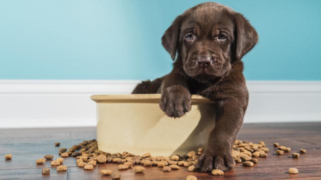 Ahorra un 40% de descuento en alimentación para mascotas
