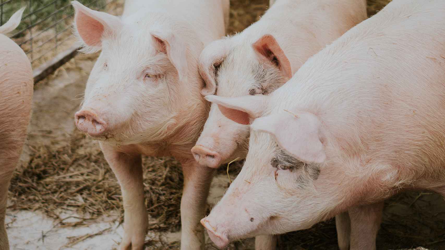 La inteligencia artificial marcará el precio de la carne de porcino en esta lonja de Huesca