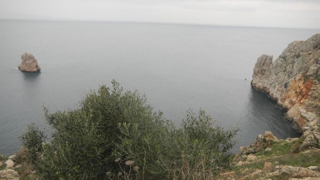 Acebuches de las Islas Medas. Antonia Ninot (IRTA).