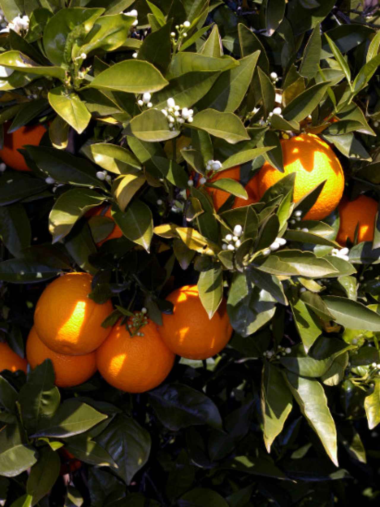 Las naranjas producidas por los socios de Anecoop.