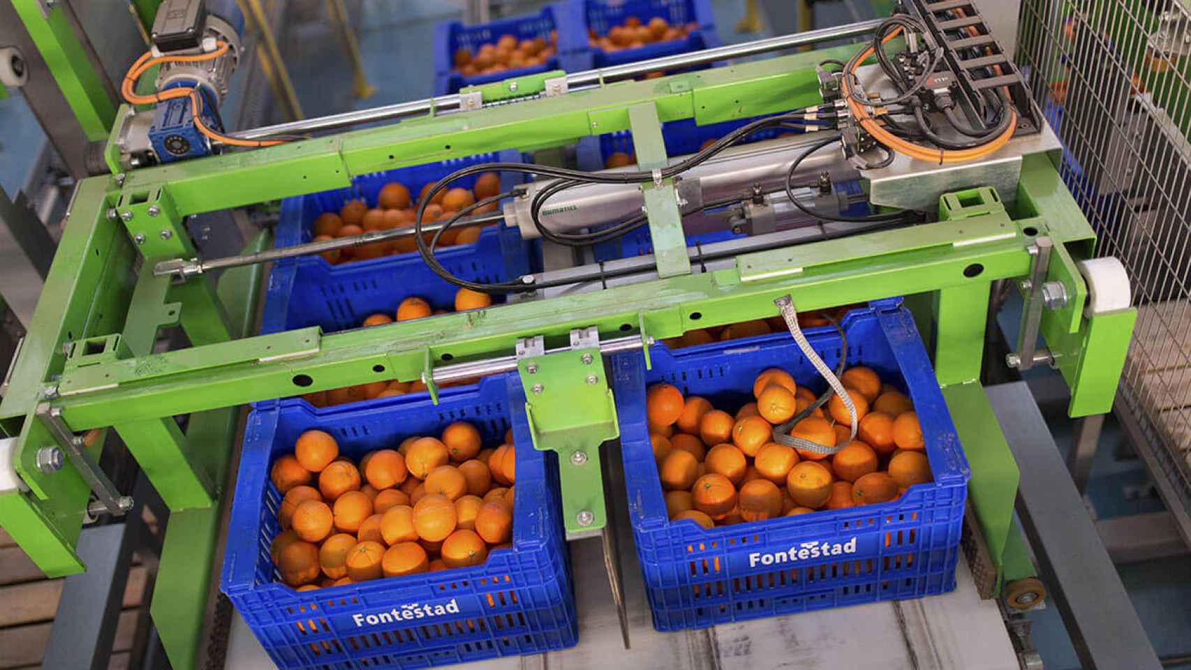 Las naranjas de Fontestad pasan multitud de controles hasta llegar a los supermercados.
